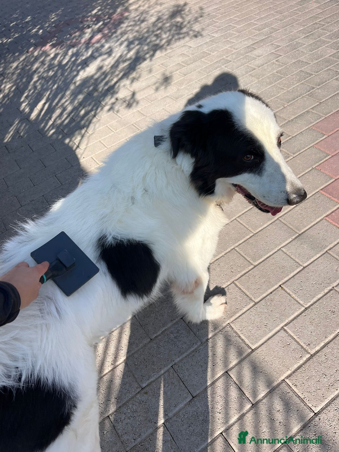 Meticcio cani in regalo: SIMBA MAREMMANO - Annuncio 3