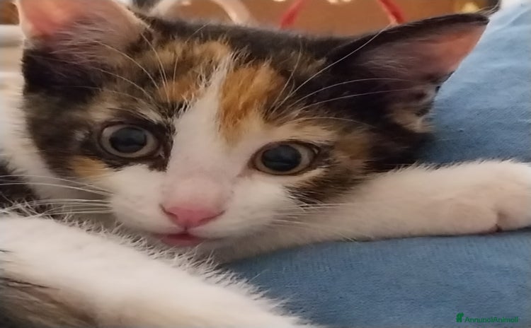 Altre razze gatti a Provincia di Varese - Annuncio 9