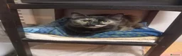 Europeo gatti in regalo: Bobo e Yuma meravigliosi mici a pelo semilungo - Annuncio 3