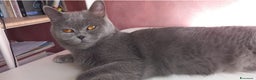 British gatti in vendita: Cucciola Brittish Shorthair Blue  - Annuncio 4