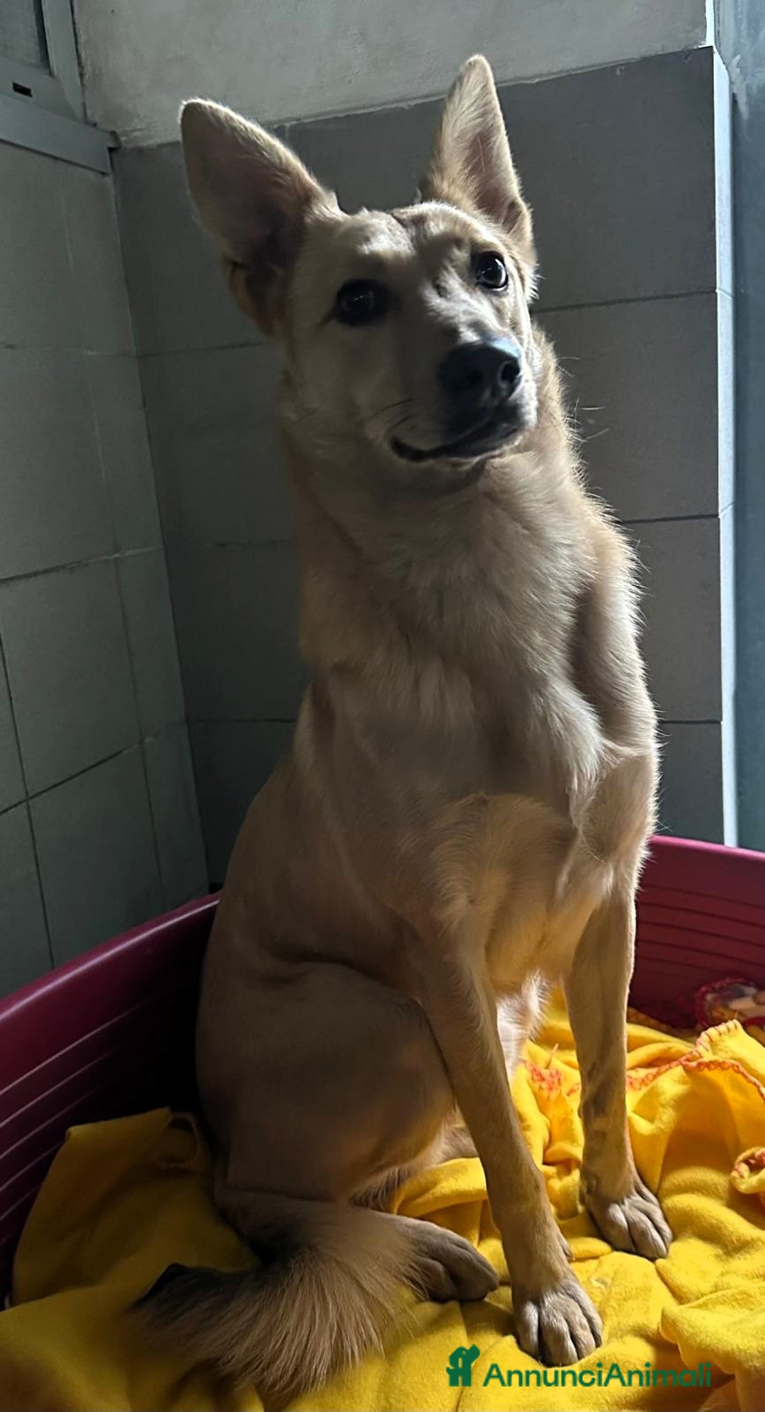 Meticcio cani in regalo: MANUEL DOLCISSIMO CAGNOLINO - Annuncio 5