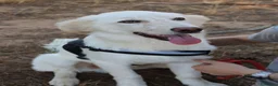 Meticcio cani in regalo: EROS 💙 pronto a diventare il tuo migliore amico! a Provincia di Rimini - Annuncio 3