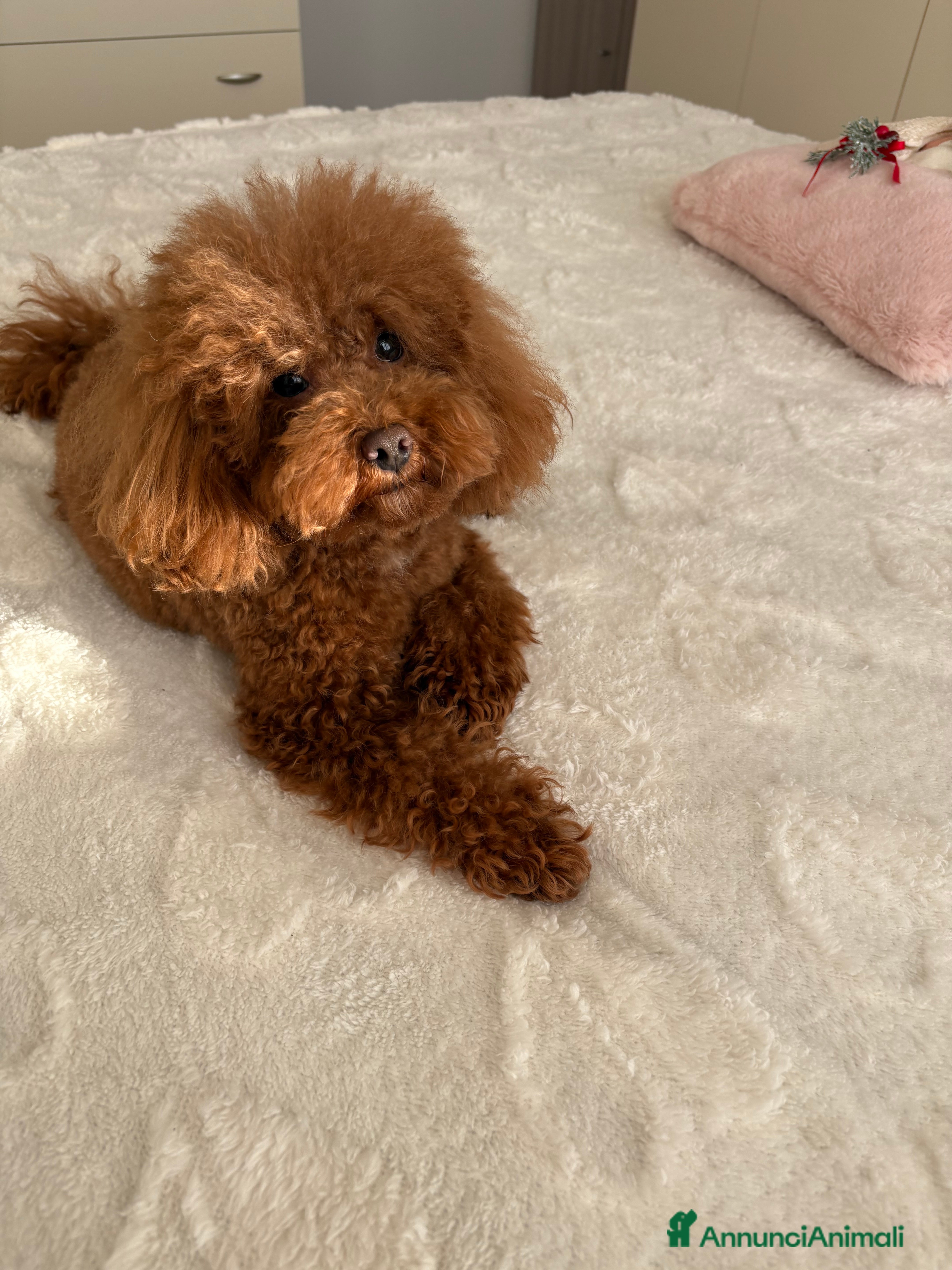 Barboncino Toy cani Barboncino Toy per accoppiamento  - Annuncio 16