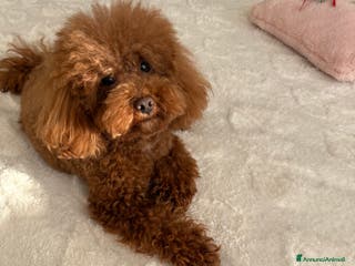 Barboncino Toy cani Barboncino Toy per accoppiamento - Annuncio 7