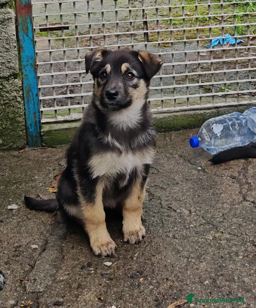 Meticcio cani in regalo: SALLY 🩷 - cucciola futura taglia media cerca 🏡  - Annuncio 4