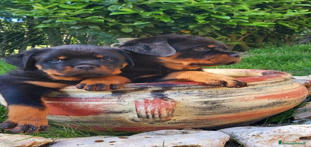 Immagine della galleria {{count}}