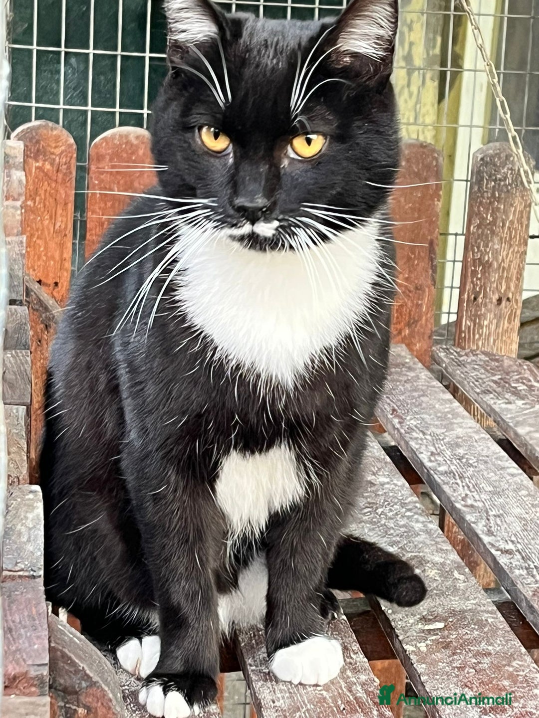 Europeo gatti in regalo: Gattino bianco e nero - Annuncio 4