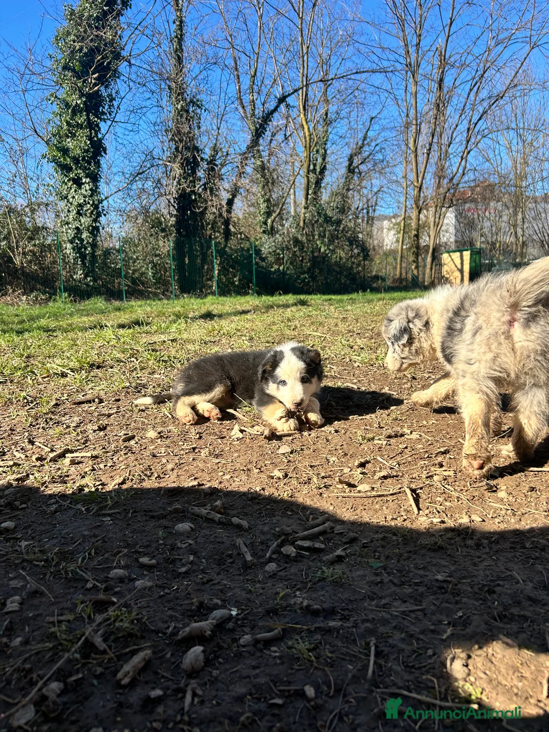 Border Collie cani in vendita: Cucciolo Border collie  - Annuncio 3