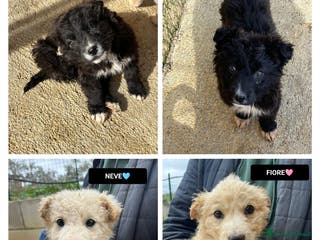 Altre razze cani CARLO BART FIORE NEVE - Annuncio 11