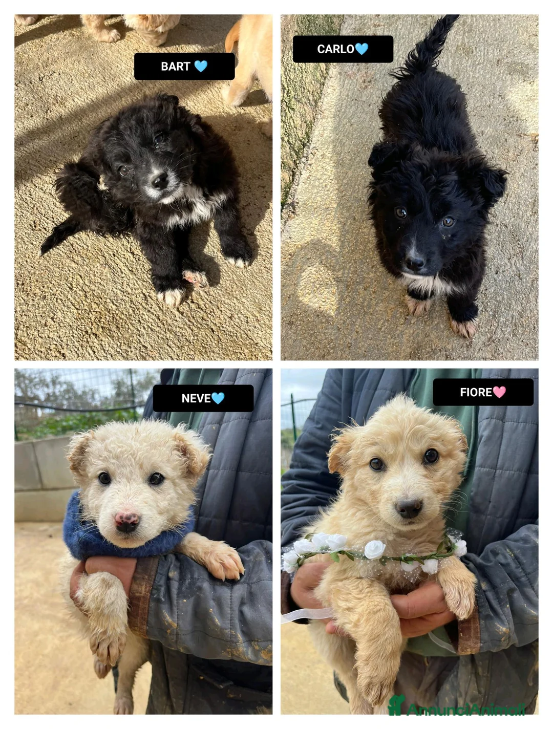 Altre razze cani in regalo: CARLO BART FIORE NEVE - Annuncio 1