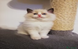 Ragdoll gatti in vendita: Cuccioli Ragdoll a Provincia di Bergamo - Immagine 2