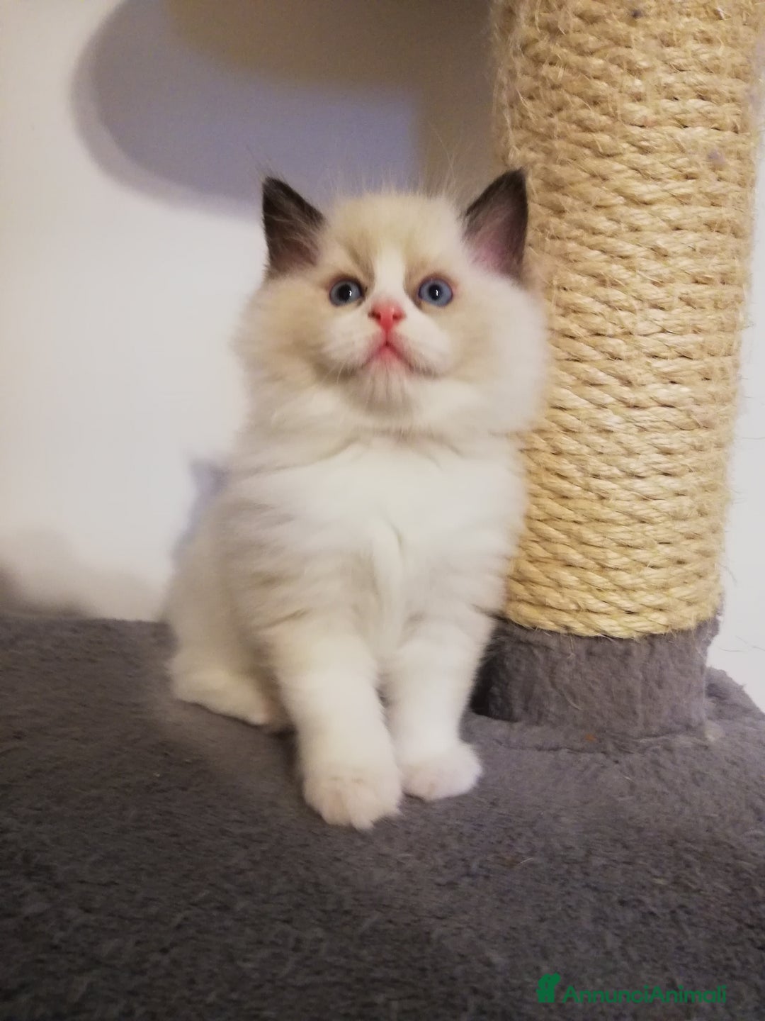 Ragdoll gatti in vendita: Cuccioli Ragdoll a Provincia di Bergamo - Immagine 2