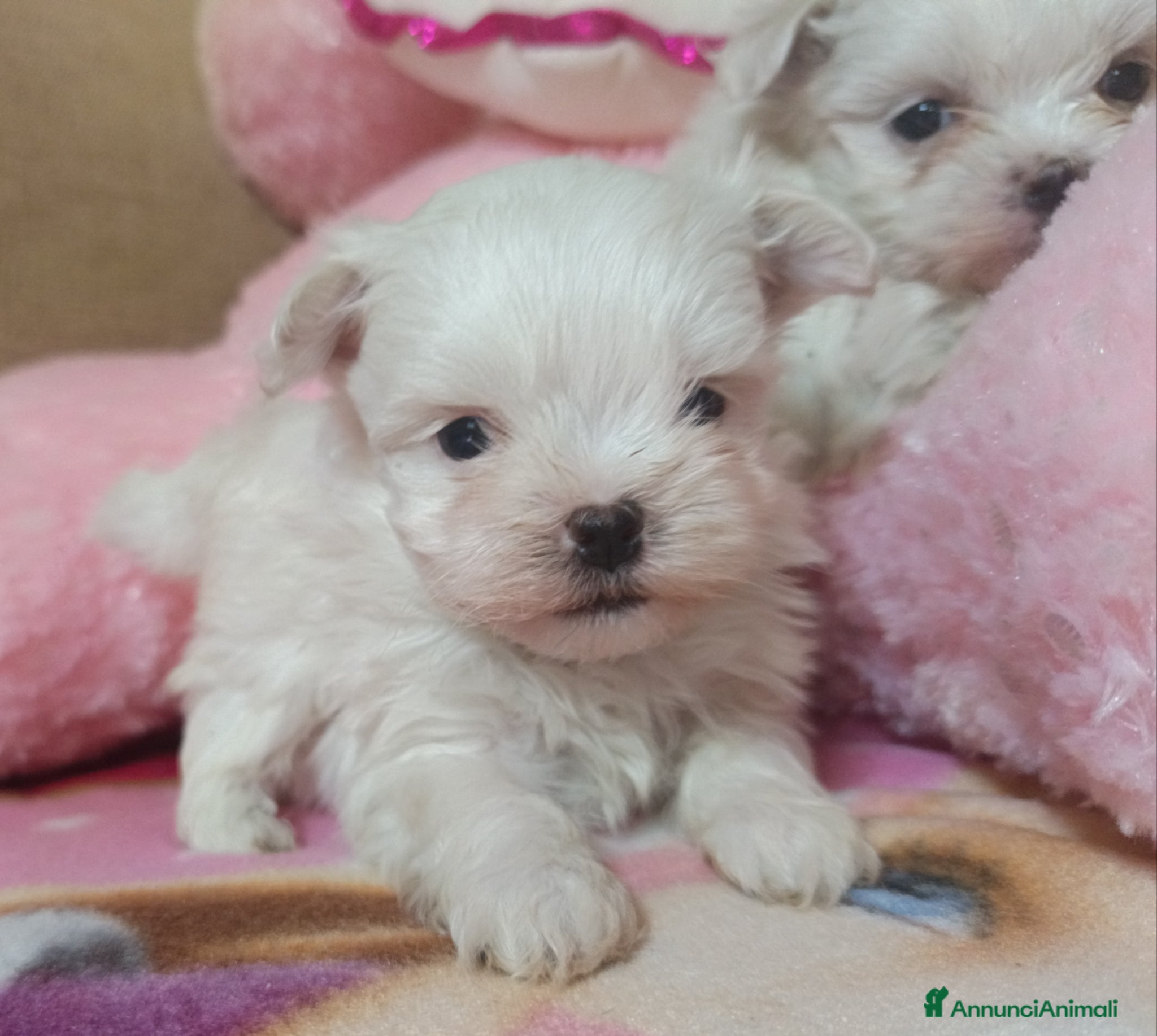 Maltese cani Maltese maschi cuccioli genitori pedigree ENCI  - Annuncio 21