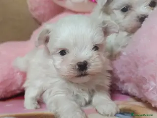 Maltese cani Maltese maschi cuccioli genitori pedigree ENCI - Annuncio 21