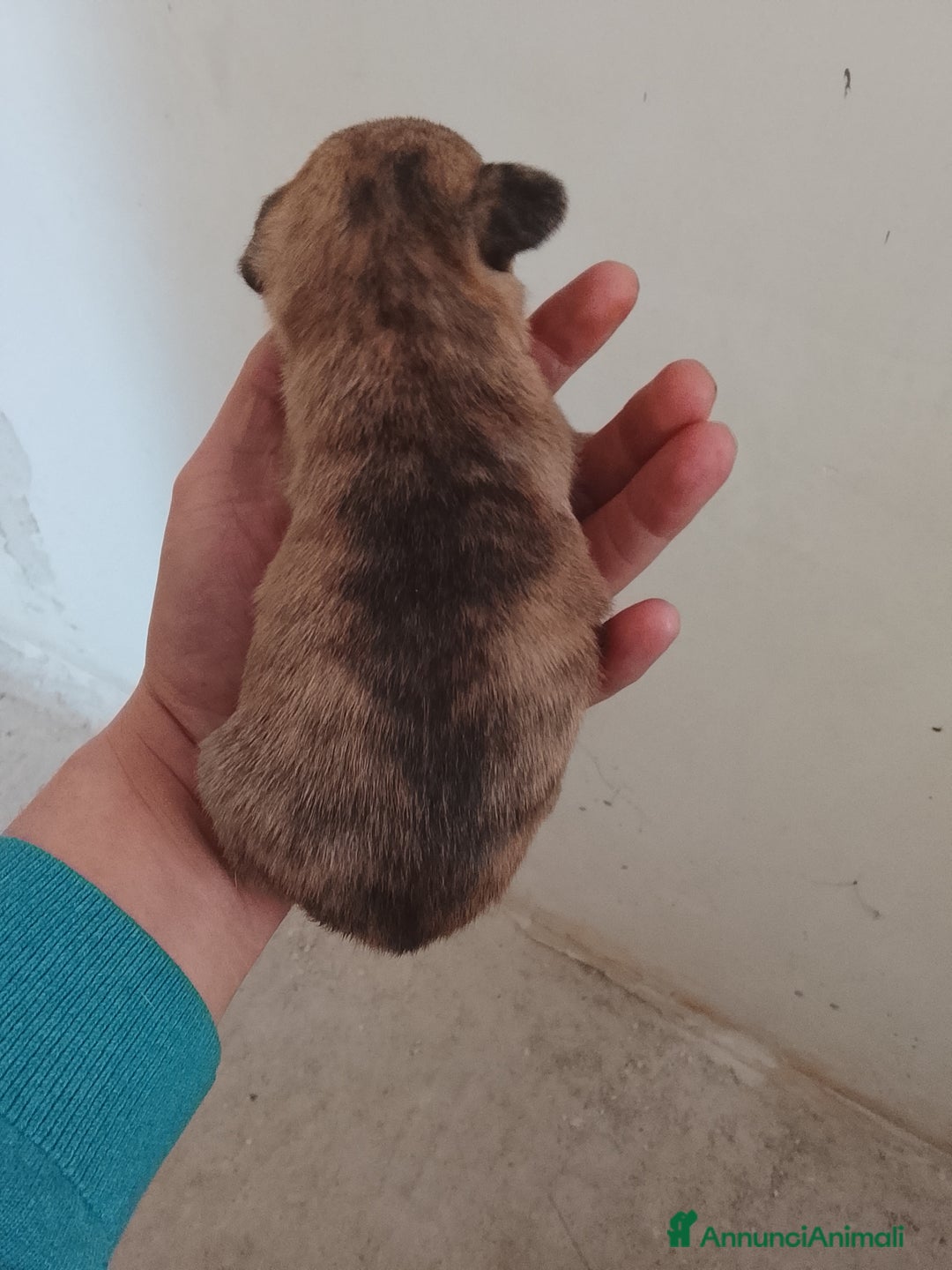 Meticcio cani in vendita: 7 cuccioli incrocio fra Bulldog francese e meticci - Annuncio 7