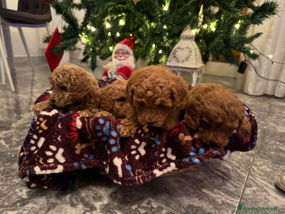 Barboncino cani in vendita: Vendita cuccioli barboncini nani - Annuncio 3