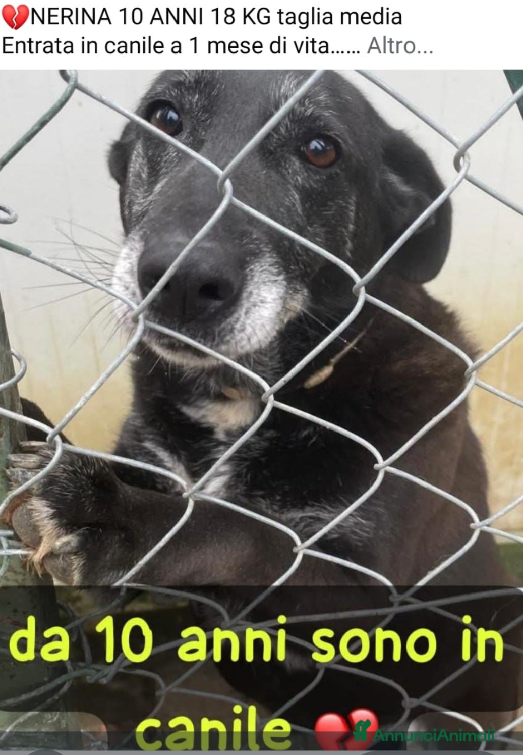 Meticcio cani Nerina 10/11anni entrata in box ad 1mese!ROMA - Annuncio 4