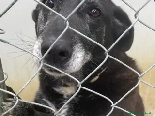 Meticcio cani Nerina 10/11anni entrata in box ad 1mese!ROMA - Annuncio 4