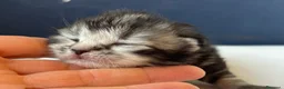 Siberiano gatti in vendita: SIBERIANI GATTINI IPOALLERGENICI - Annuncio 24