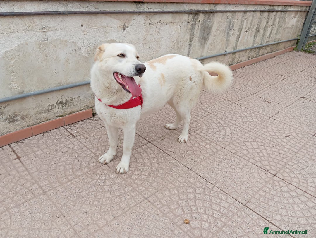 Meticcio cani in regalo: Nuage: cucciolona taglia media socievole  a Città Metropolitana di Genova - Annuncio 15