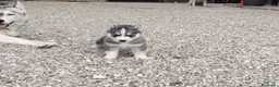 Husky cani in vendita: Cuccioli siberian husky  - Annuncio 8