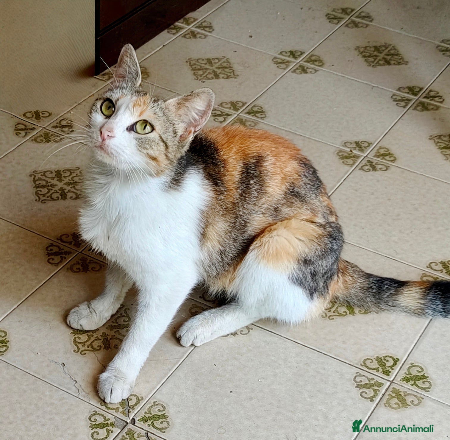 Meticcio gatti 4 gattine in adozione  - Annuncio 2