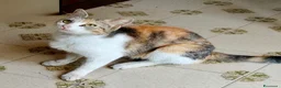 Meticcio gatti in regalo: 4 gattine in adozione  a Città metropolitana di Catania - Annuncio 2