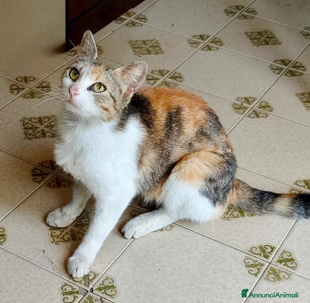 Meticcio gatti in regalo: 4 gattine in adozione  a Città metropolitana di Catania - Annuncio 2