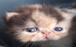 Exotic Shorthair gatti in vendita: Si accettano prenotazioni per esotica calico a Provincia di Pisa - Immagine 1