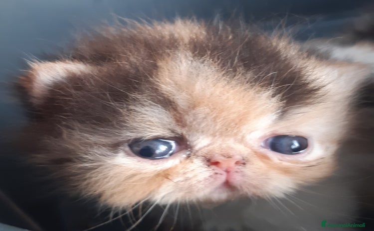 Exotic Shorthair gatti a Provincia di Pisa - Annuncio 5