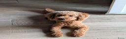 Barboncino Toy cani in vendita: Barboncino Toy con pedigree - Annuncio 1