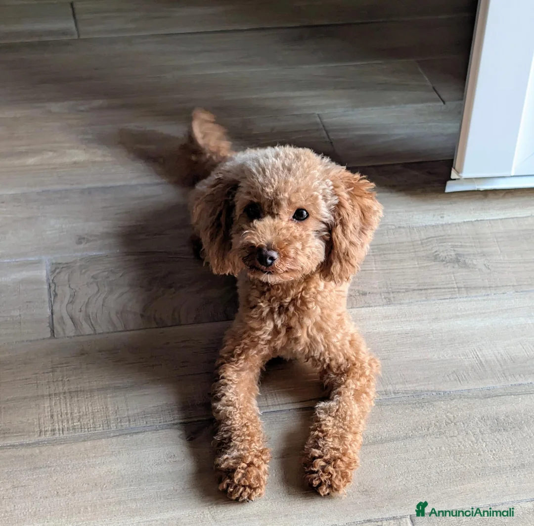 Barboncino Toy cani in vendita: Barboncino Toy con pedigree - Annuncio 1