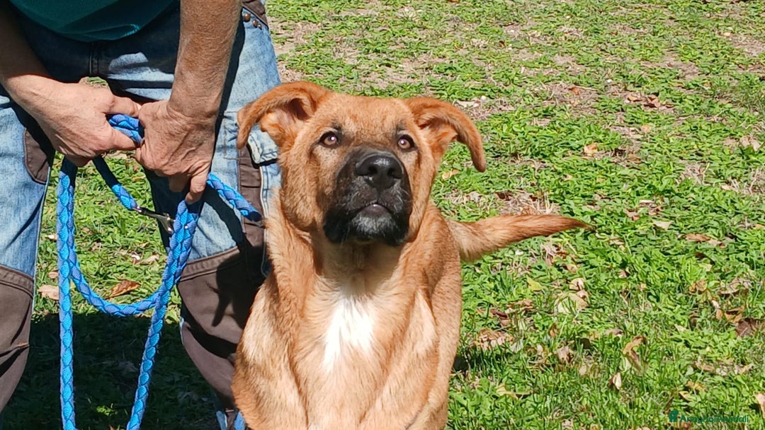 Meticcio cani in regalo: LO SPLENDIDO AKI HA BISOGNO DI TE - Annuncio 2