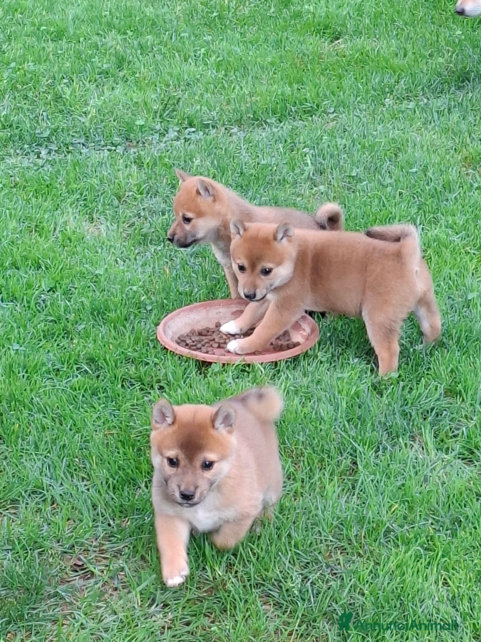 Shiba Inu cani Cuccioli shiba inu - Annuncio 24