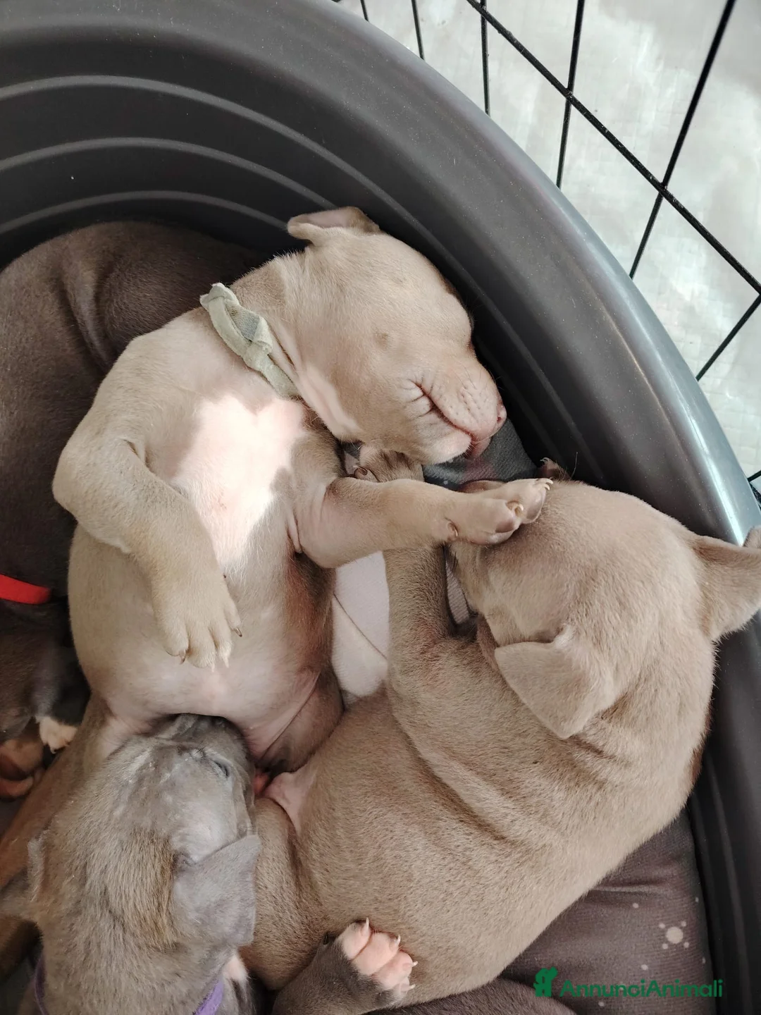 Pitbull cani in vendita: Meravigliosi e ricercati cuccioli di Pitbull - Annuncio 8