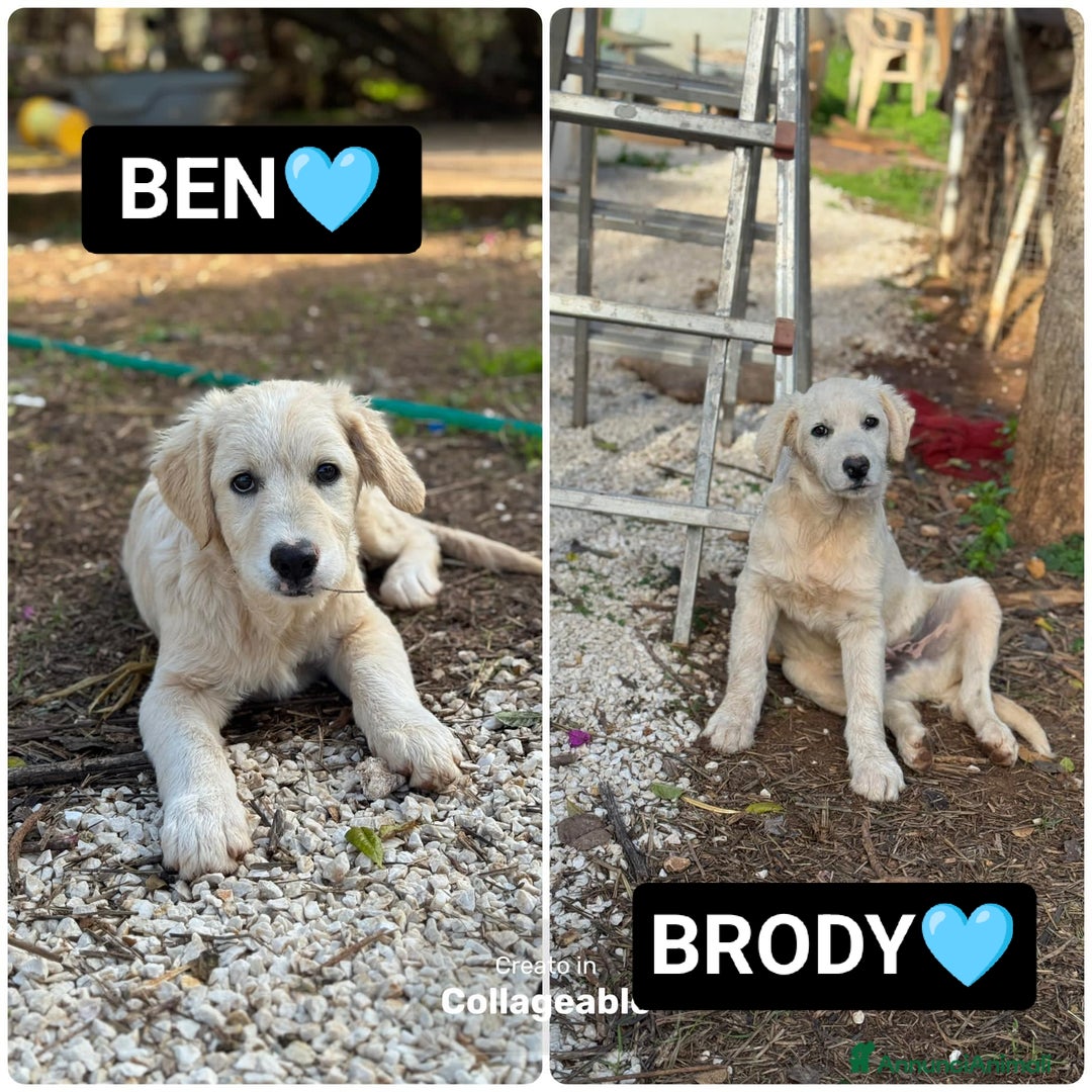 Altre razze cani in regalo: ben e brody - Annuncio 1