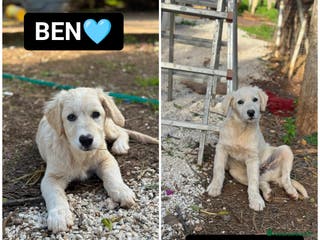 Altre razze cani ben e brody - Annuncio 32