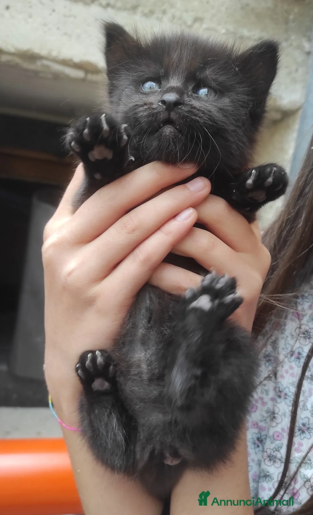 Meticcio gatti in regalo: Gattina nera cerca casa a Provincia dell'Aquila - Annuncio 9
