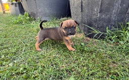 Staffordshire cani in vendita: Stafford cucciolata selezionata a Province of Bergamo - Immagine 7