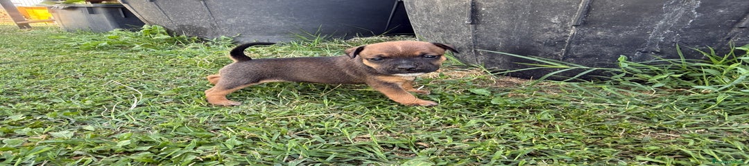 Staffordshire Cucciolo 3