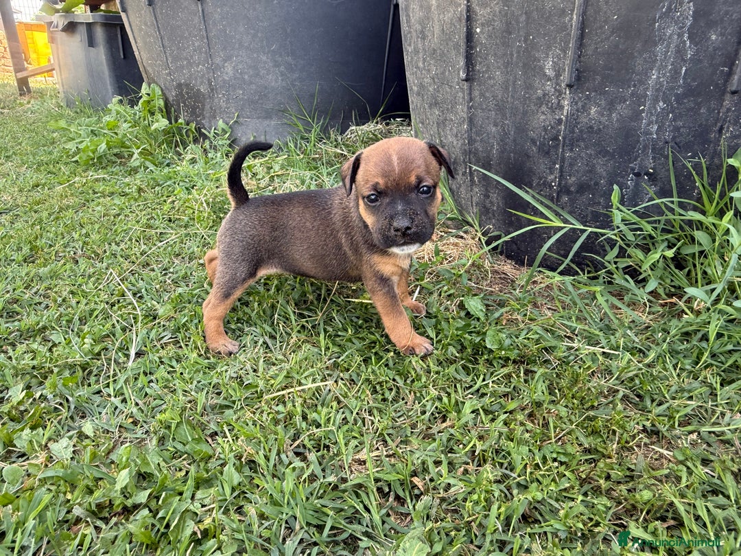 Staffordshire cani in vendita: Stafford cucciolata selezionata a Province of Bergamo - Immagine 7