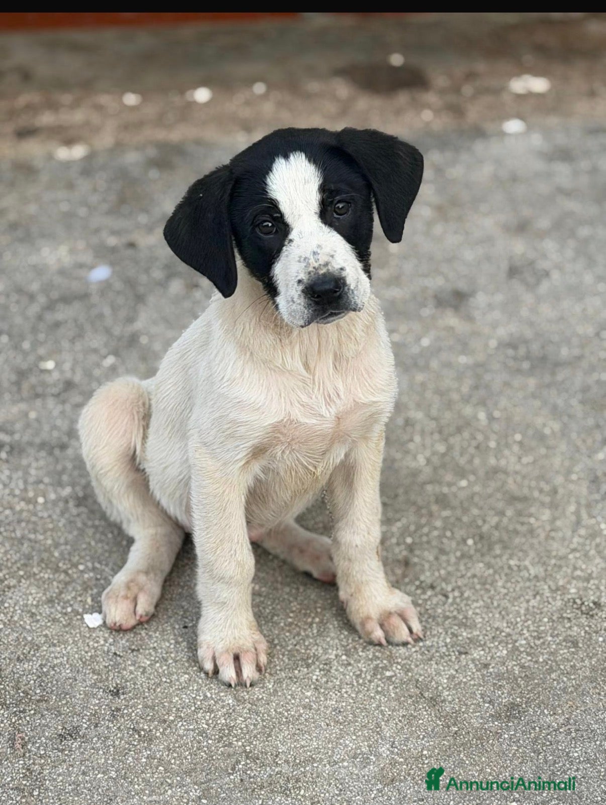 Meticcio cani Maremmane  cucciole  - Annuncio 5