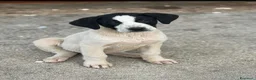 Meticcio cani in regalo: Maremmane  cucciole  a Provincia di Como - Annuncio 1