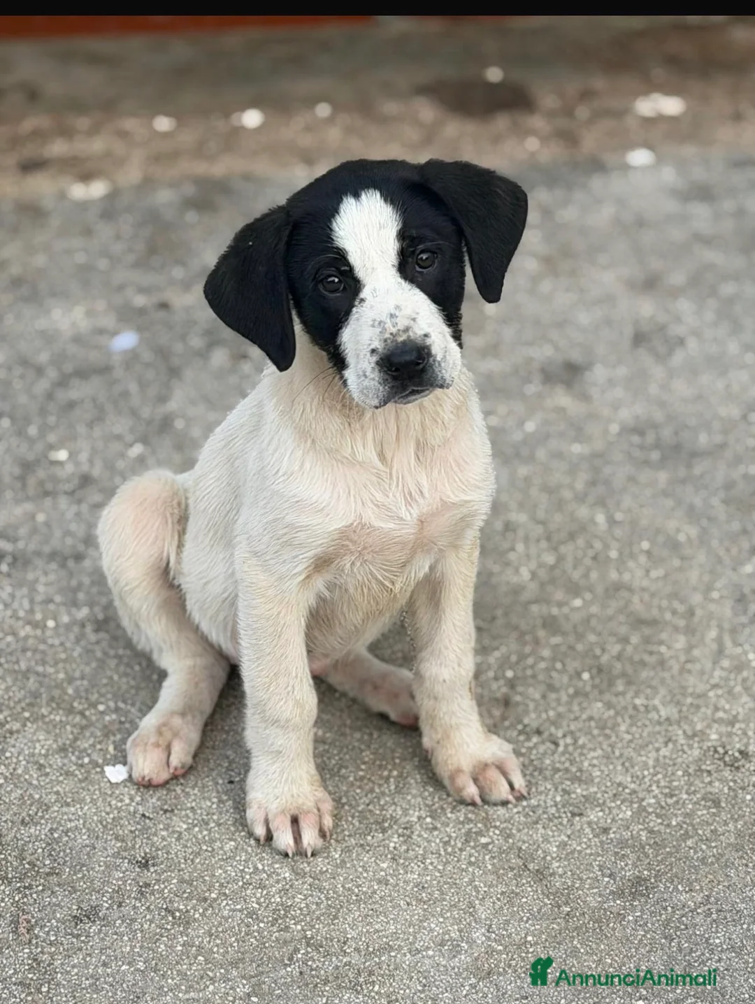 Meticcio cani in regalo: Maremmane  cucciole  a Provincia di Como - Annuncio 1