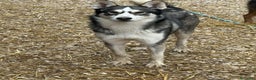 Husky cani in regalo: BALTO, cucciolone MIX HUSKY simpaticissimo! - Annuncio 6