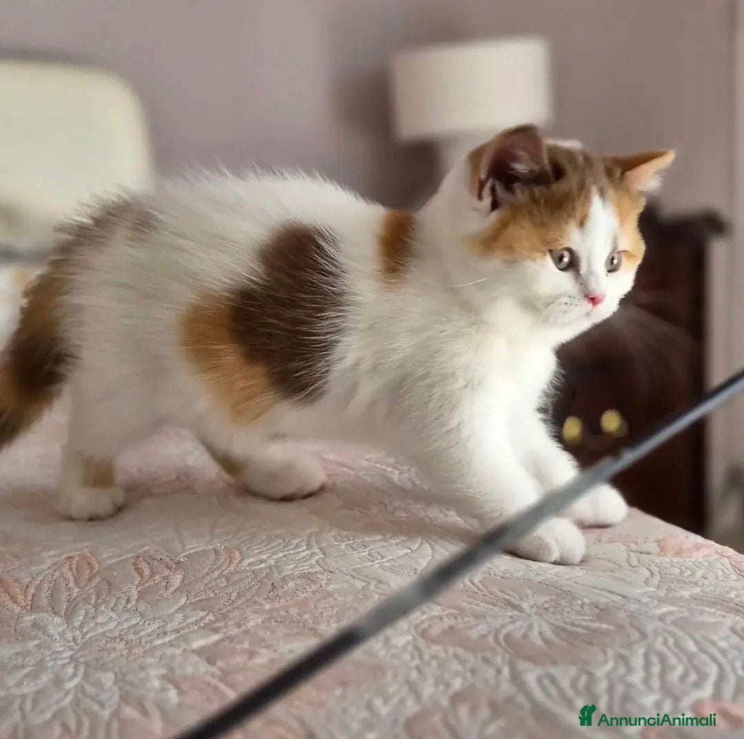 British gatti British shorthair  - Annuncio 1