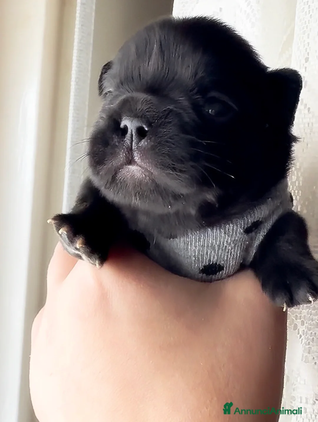 Bulldog Francese cani in vendita: Bulldog francese (fluffy, carrierfluffy, bigrope)  - Annuncio 7