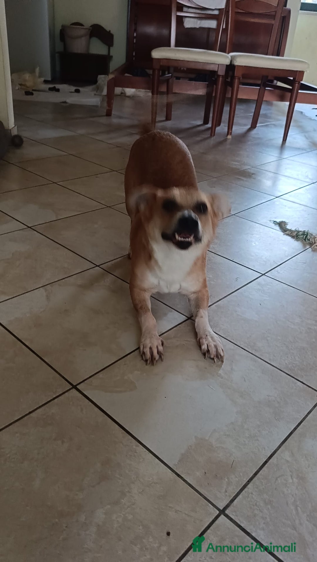 Meticcio cani in regalo: MARTINO - Annuncio 3