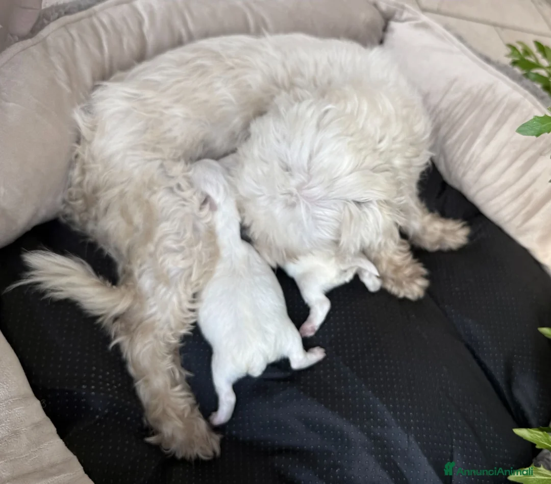 Maltese cani in vendita: Maltese Disponibile trequartidiluna - Annuncio 5