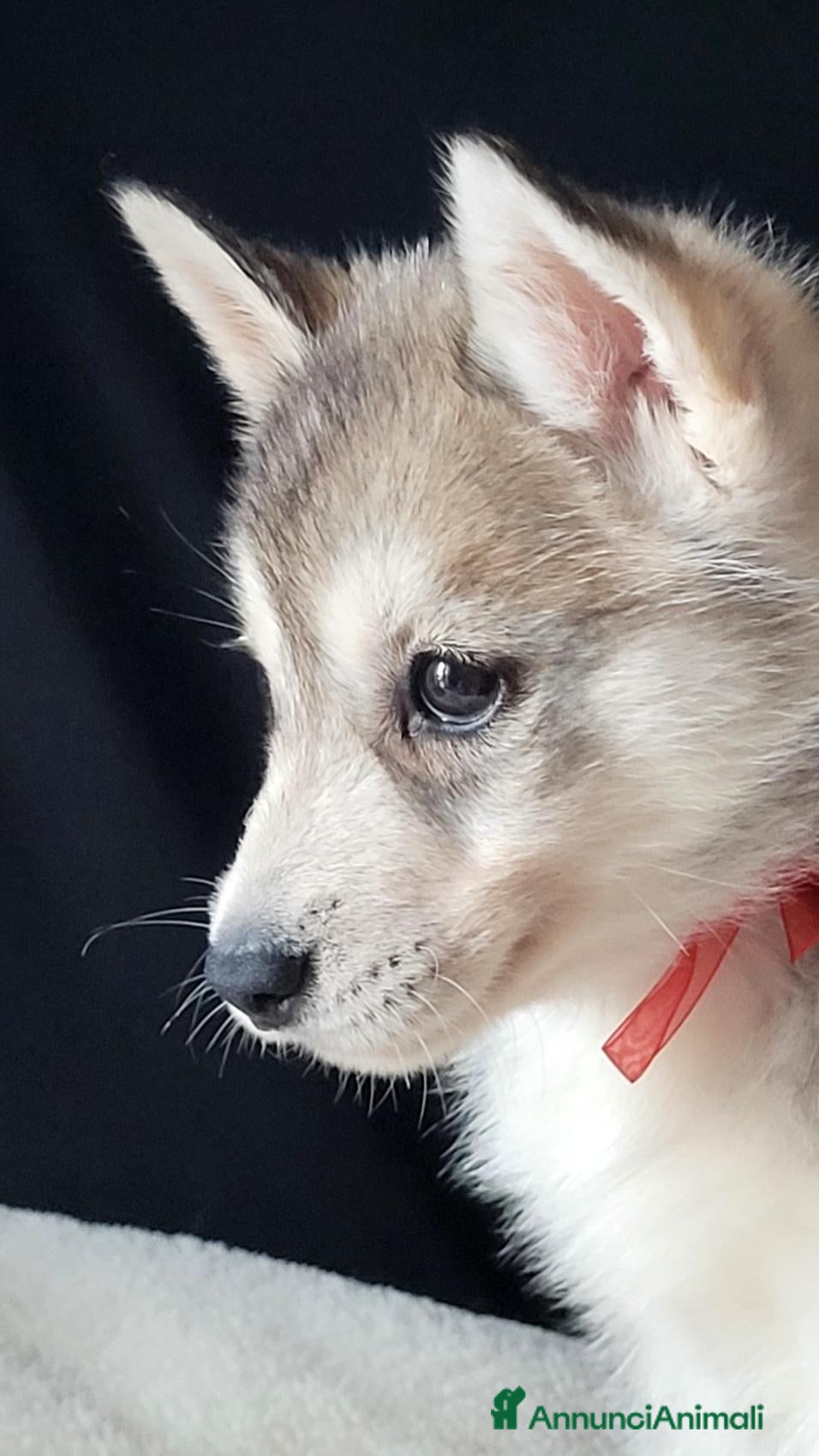 Husky cani in vendita: SIBERIAN HUSKY CUCCIOLATA CON PEDIGREE  - Annuncio 2